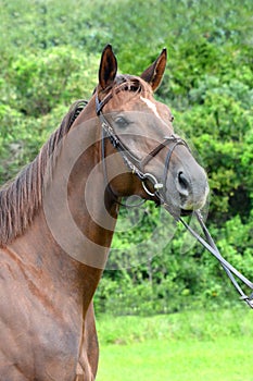 Horse portrait