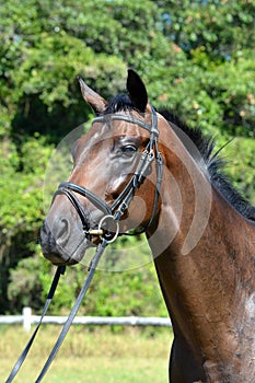 Horse portrait