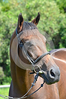 Horse portrait