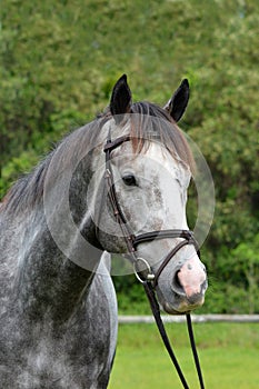 Horse portrait