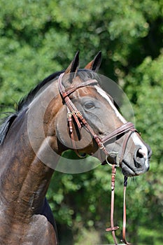 Horse portrait