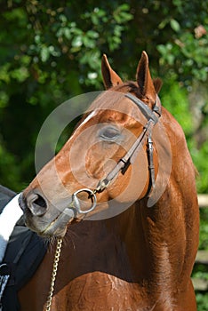 Horse portrait