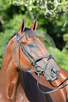 Horse portrait