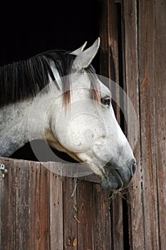 Horse portrait