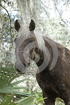 Horse Portrait