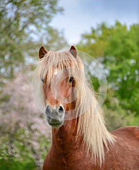 Horse Portrait Aegidienberger crossbreed between Paso and Icelandic