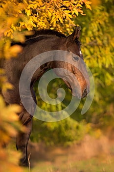 Horse portrait in autumn landscape