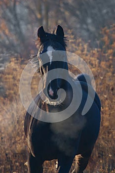 Horse portrait in autumn morning