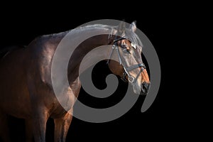 Horse portrait on black