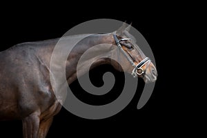 Horse portrait on black background