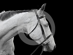 Horse Portrait on black background