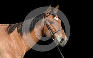 Horse Portrait on black background