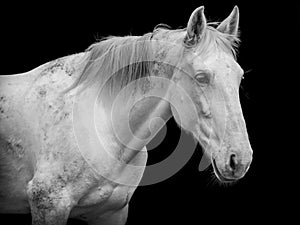 Horse portrait on black background, white Lusitano