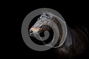 Horse portrait in bridle