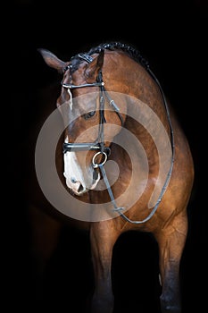 Horse portrait in bridle