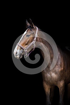 Horse portrait in bridle