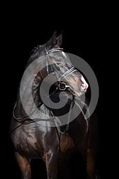 Horse portrait in bridle