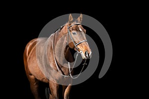 Horse portrait in bridle