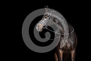 Horse portrait in bridle