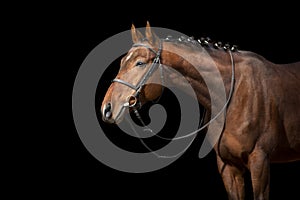 Horse portrait in bridle