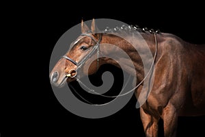 Horse portrait in bridle