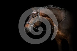 Horse portrait in bridle