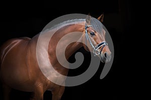 Horse portrait in bridle