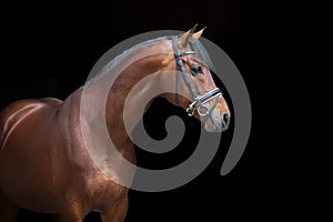 Horse portrait in bridle