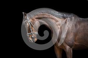 Horse portrait in bridle