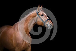 Horse portrait in bridle