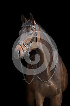 Horse portrait in bridle