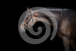 Horse portrait in bridle