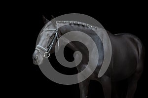 Horse portrait in bridle