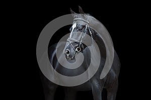 Horse portrait in bridle