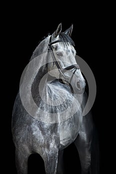 Horse portrait in bridle