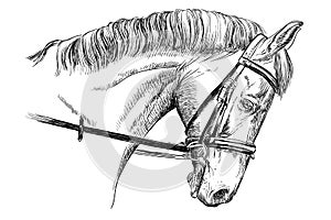 Horse portrait with bridle