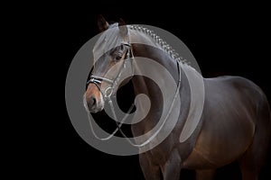 Bay horse portrait in bridle photo