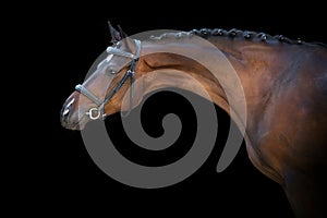 Horse portrait in bridle photo