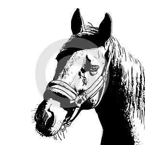 horse portrait, bridle on head, snaffle headband isolated black color on white background. sketch, outline, draft drawing, Image