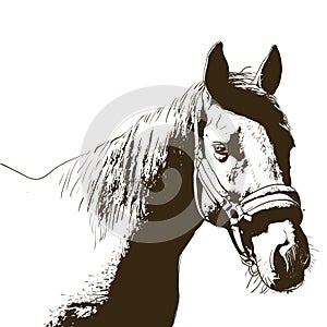 horse portrait, bridle on head, snaffle headband isolated brown color on white background. sketch, outline, draft drawing, Image