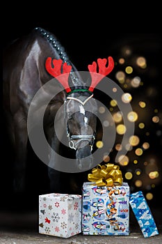 Horse portrait in christmas decoration