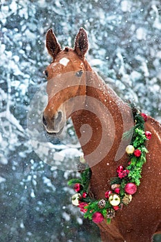 Horse portrait in christmas decoration
