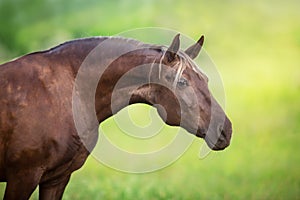 Horse portrait close up