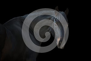 Horse portrait close up