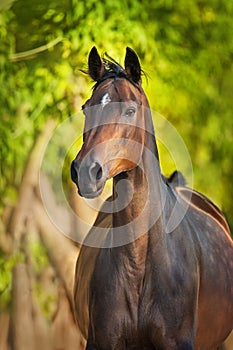 Horse portrait close up