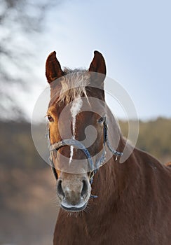 Horse, portrait and countryside land in nature ranch or environmental outdoor for adventure, agriculture or wellness