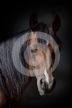 Horse portrait on a dark background