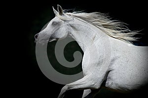 Horse portrait on a dark background