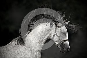 Horse portrait on a dark background