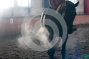 Horse portrait exhale in manege